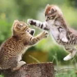 Meet your Posher, Alina